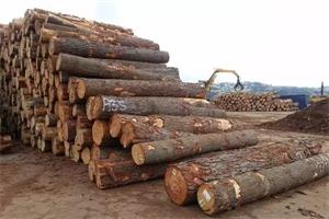 剖析木材价格上涨及策略